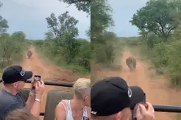 thumb_viraal_neushoorn_achtervolging