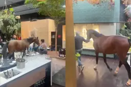 thuymb_viraal_paard_in_hotel