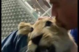 Ongelooflijk: Fans gaan op zoek naar bier, maar vinden leeuw in paleis (VIDEO)