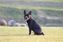 dog 5018314 1280