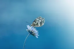 vlinder blauw