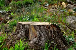 cut-trunk-4891490_1280