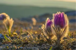 260322 MM LENTE JOOP