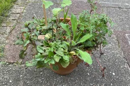 image0