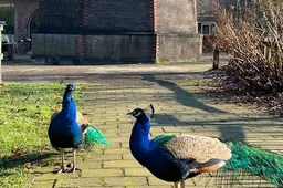 Wandeling