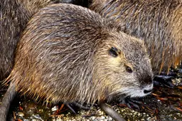 ronile-nutria-273577_1920