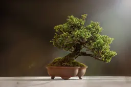 luca_finardi-bonsai-6114252_1920