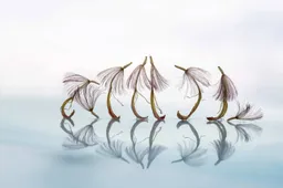 Eenheid (zaadpluis van een gerbera) Verkleind