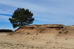 Duin nabij Bosch en Duin