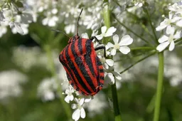 Pyjamaschildwants Fritz Geller-Grim