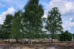 duinen