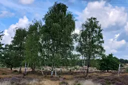 heide en berk