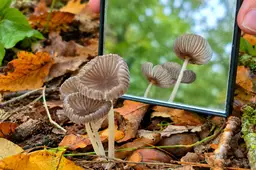 Paddenstoelen in de herfstspiegel
