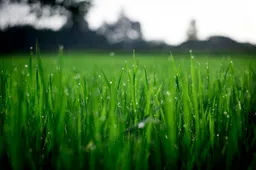 gras pixabayjpg