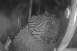 kraamhol amoertijgers ouwehands dierenpark geboorte eerste jong