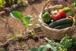 moestuinjpg