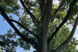bomenfoto-gemeente wageningen