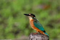 IJsvogel.Herman Hendriks.IVN-4134