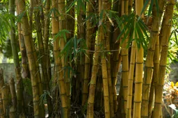 Bamboe pexels-freestockpro-320029