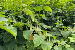 jdk-renkum-foto-liggend-woekerende planten2