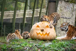 Tijgerjongen met pompoen_Ouwehands Dierenpark-3
