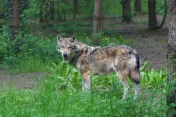 Wolfnieuws