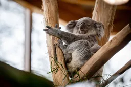 Koalajong en moeder 4