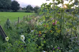 COMMONS-IN-WAGENINGEN-01-rotated