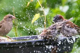 Elke vogel telt! Tel mee op 30 31 januari en 1 februari Gemeente Lingewaard