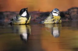 Koolmees-pimpelmees-KoosDansen