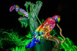 LN_2425_39-Birds of Paradise-0