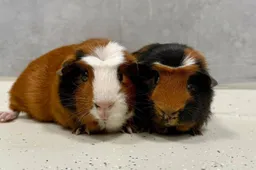 Ewout-0378-Kees-0377