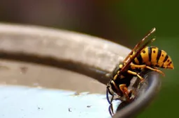 Wespenstichting - Informatie en advies over wespen