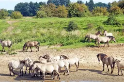 Blauwe Kamer paarden 02092017-3