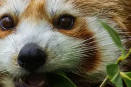 dieren-rode-panda-1