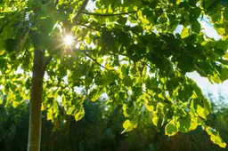 boom-bomen-linde-c gemeente wageningen4