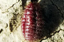 cochineal beetle 2