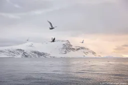 gletsjers op groenland smelten sneller dan gedacht1699382688