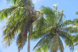 kokospalm