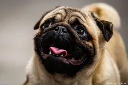 onderzoekers ook honden kunnen huilen van geluk1661167247