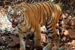 tijger in dierentuin new york heeft coronavirus1586132883
