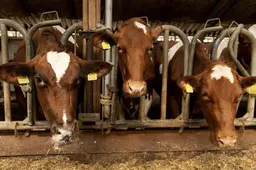 kabinet nog eens 15 miljard euro voor uitkoopregeling boeren1703146122