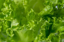 77469462 l normal none