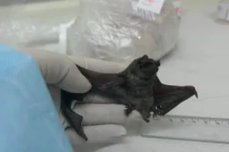 insect eating bat in which novel coronavirus was found in south america closely related to mers virujpg
