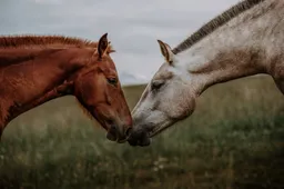 lara baeriswyl nehj2xya174 unsplash