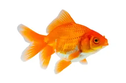 shutterstock 2408410825