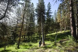 anp300625003 1