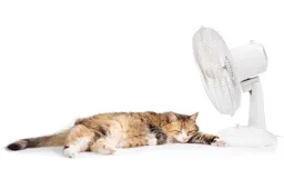 shutterstock_2497169175