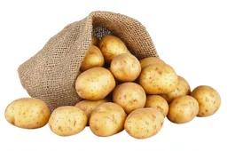 shutterstock_2625292439