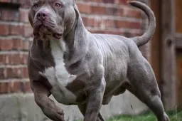 American-XL-Bully-1